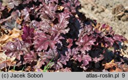 Heuchera Sparkling Burgundy