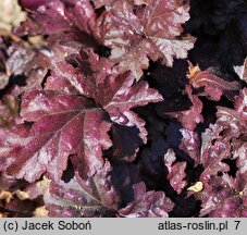 Heuchera Sparkling Burgundy