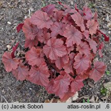 Heuchera Northern Exposure Red