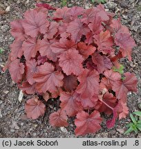 Heuchera Northern Exposure Red