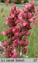 Heuchera Varmiat