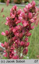 Heuchera Varmiat