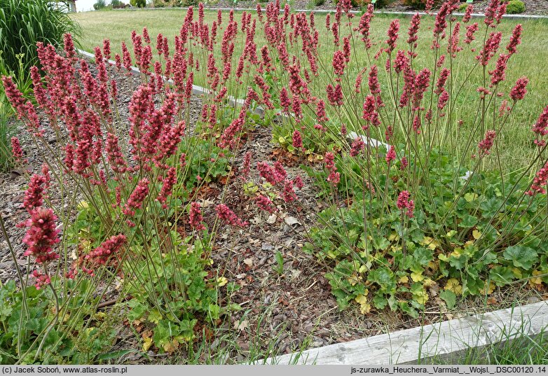 Heuchera Varmiat