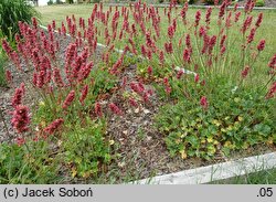 Heuchera Varmiat