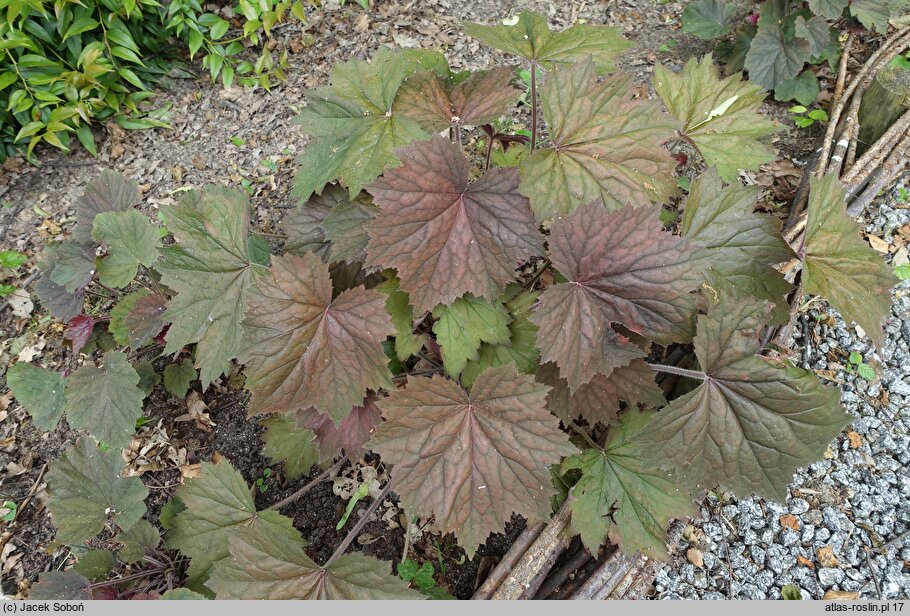 Heuchera XXL