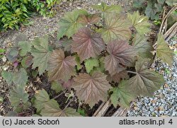 Heuchera XXL