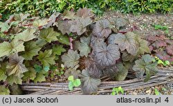 Heuchera XXL