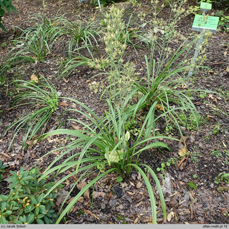 Anticlea elegans (zygaden wytworny)