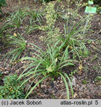 Anticlea elegans (zygaden wytworny)