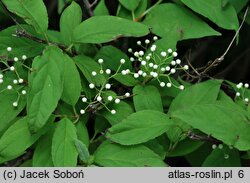 Deutzia amurensis (żylistek amurski)