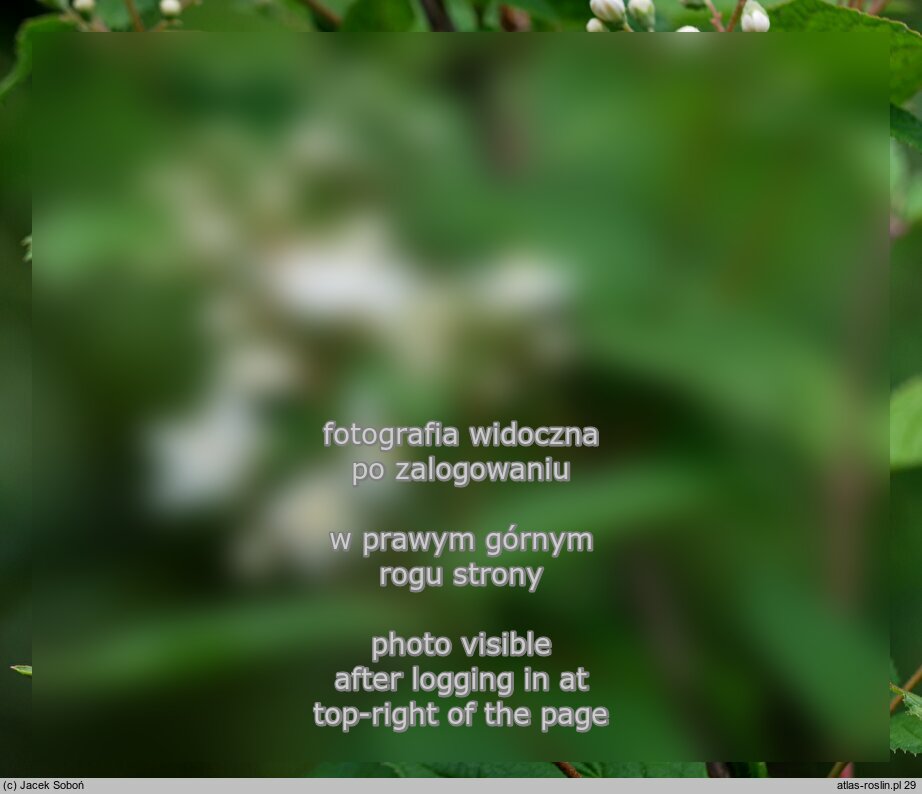 Deutzia parviflora (żylistek drobnokwiatowy)