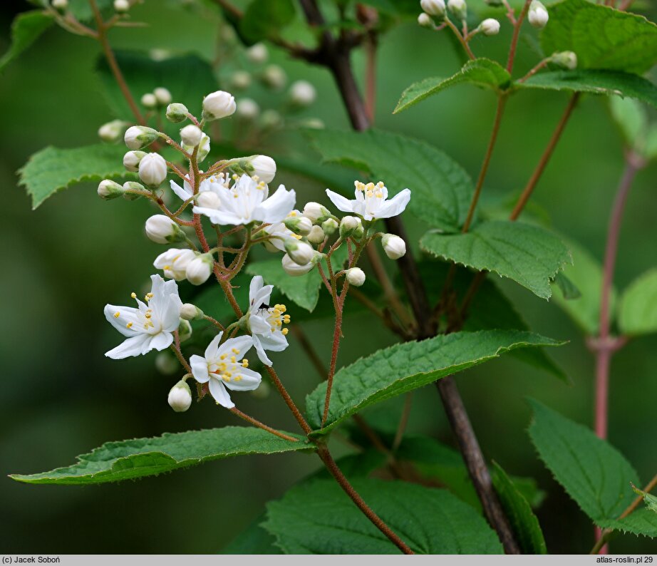 Deutzia parviflora (żylistek drobnokwiatowy)