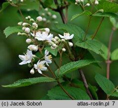 Deutzia parviflora (żylistek drobnokwiatowy)