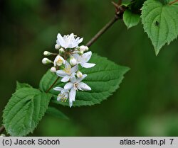 Deutzia parviflora (żylistek drobnokwiatowy)