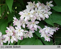 Deutzia ×hybrida (żylistek mieszańcowy)