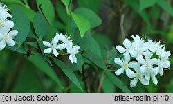 Deutzia gracilis (żylistek wysmukły)