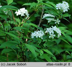 Deutzia gracilis (żylistek wysmukły)