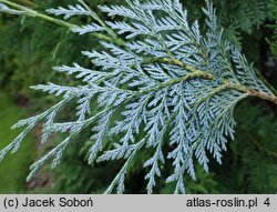 Thuja koraiensis (żywotnik koreański)