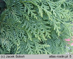 Thuja koraiensis (żywotnik koreański)