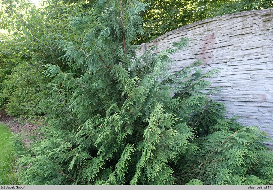 Thuja koraiensis (żywotnik koreański)