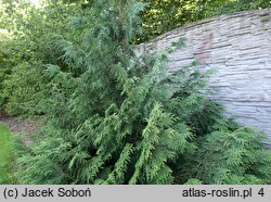 Thuja koraiensis (żywotnik koreański)