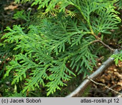 Thuja koraiensis (żywotnik koreański)