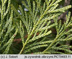 Thuja plicata