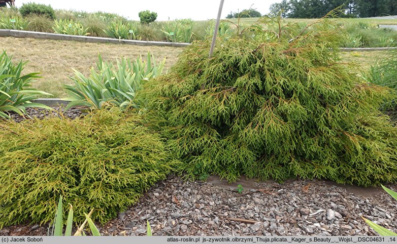 Thuja plicata Kager's Beauty