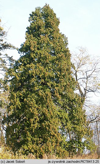 Thuja occidentalis