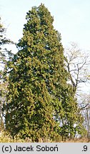 Thuja occidentalis