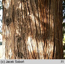 Thuja occidentalis