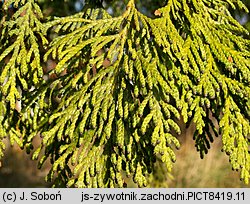 Thuja occidentalis