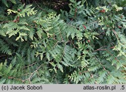 Thuja occidentalis Aureospicata