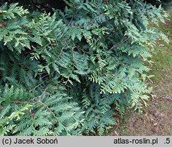 Thuja occidentalis Aureospicata
