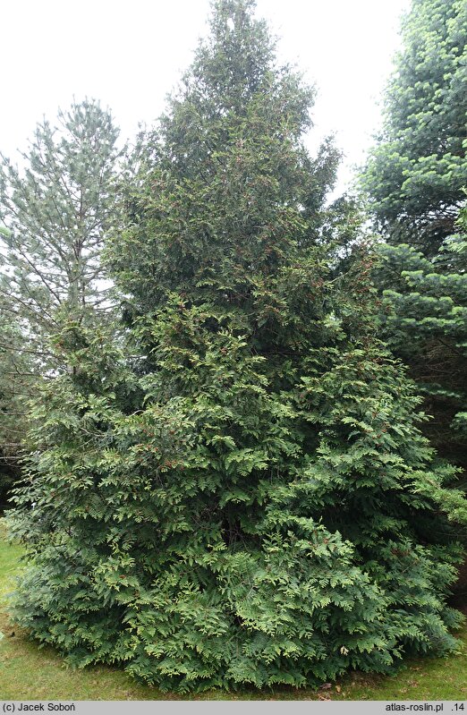 Thuja occidentalis Aureospicata
