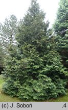 Thuja occidentalis Aureospicata