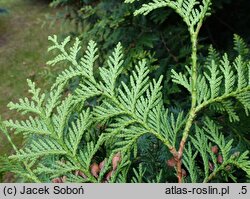 Thuja occidentalis Aureospicata