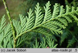 Thuja occidentalis Aureospicata