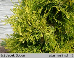 Thuja occidentalis Golden Rocket