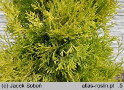 Thuja occidentalis Golden Rocket