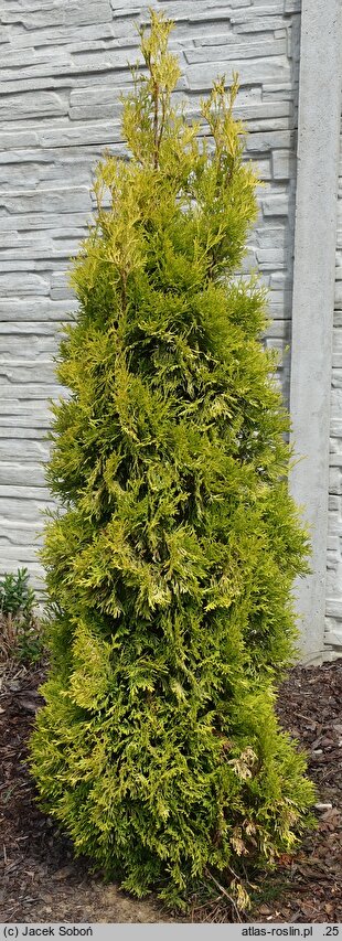 Thuja occidentalis Golden Rocket