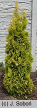 Thuja occidentalis Golden Rocket