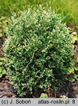 Thuja occidentalis Herzberg