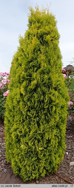 Thuja occidentalis Maria