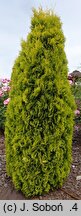 Thuja occidentalis Maria