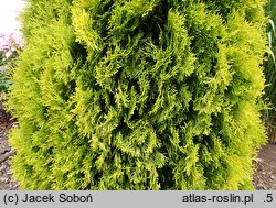 Thuja occidentalis Maria