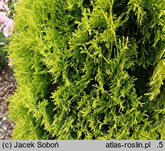 Thuja occidentalis Maria