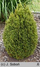 Thuja occidentalis Miss Frosty