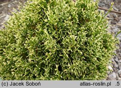 Thuja occidentalis Miss Frosty