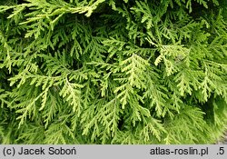 Thuja occidentalis Selena